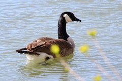 Branta canadensis