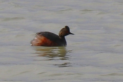 Podiceps nigricollis