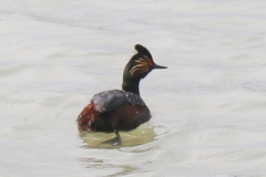 Podiceps nigricollis