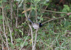Malurus cyaneus cyanochlamys