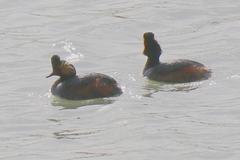 Podiceps nigricollis
