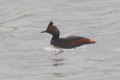 Podiceps nigricollis