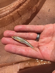 Arkansas River Speckled Chub photo 2