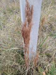 Schizachyrium spicatum