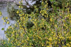 Ribes aureum