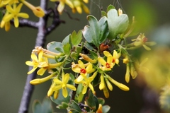 Ribes aureum