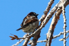 Passer domesticus