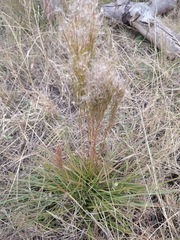 Schizachyrium spicatum