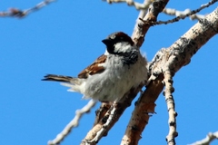 Passer domesticus