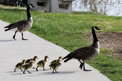 Branta canadensis parvipes