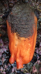 Halocynthia aurantium