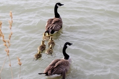 Branta canadensis parvipes
