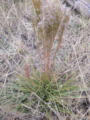 Schizachyrium spicatum