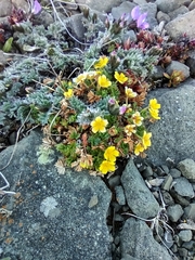 Potentilla elegans