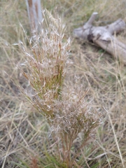 Schizachyrium spicatum