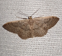 Idaea eugeniata