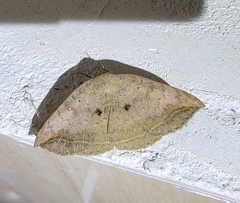 Blasticorhinus