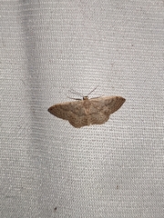 Idaea eugeniata