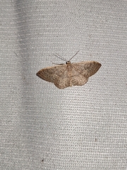 Idaea eugeniata