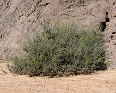 Eremocharis fruticosa