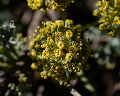 Eremocharis fruticosa
