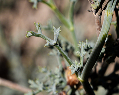 Eremocharis fruticosa