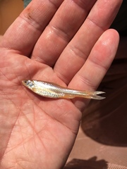 Hybognathus placitus