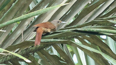 Dendrexetastes rufigula