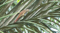 Dendrexetastes rufigula