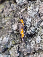 Chrysoclista linneella