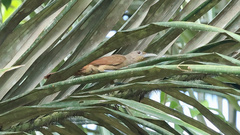 Dendrexetastes rufigula