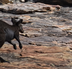 Osphranter bernardus