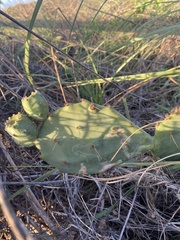 Opuntia bentonii