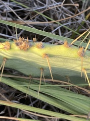 Opuntia bentonii