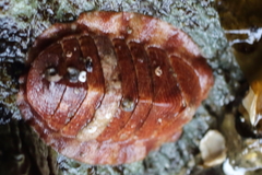 Tripoplax trifida