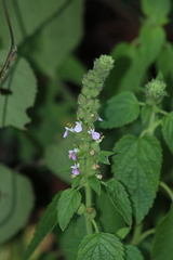 Teucrium vesicarium
