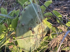 Opuntia bentonii