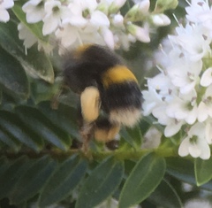 Bombus