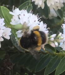 Bombus