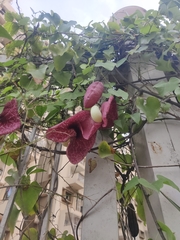 Aristolochia gigantea