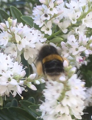 Bombus