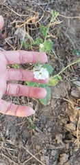 Nicotiana repanda