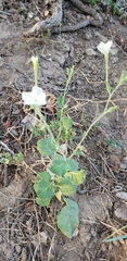 Nicotiana repanda