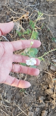 Nicotiana repanda