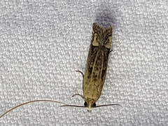 Eucosma corculana