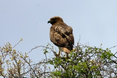 Buteo jamaicensis