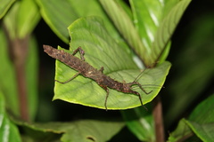 Creoxylus