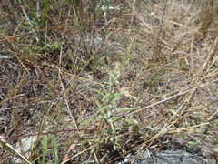 Lessingia micradenia micradenia