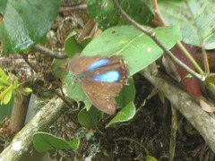 Archaeoprepona chromus