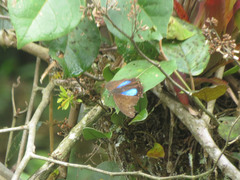 Archaeoprepona chromus